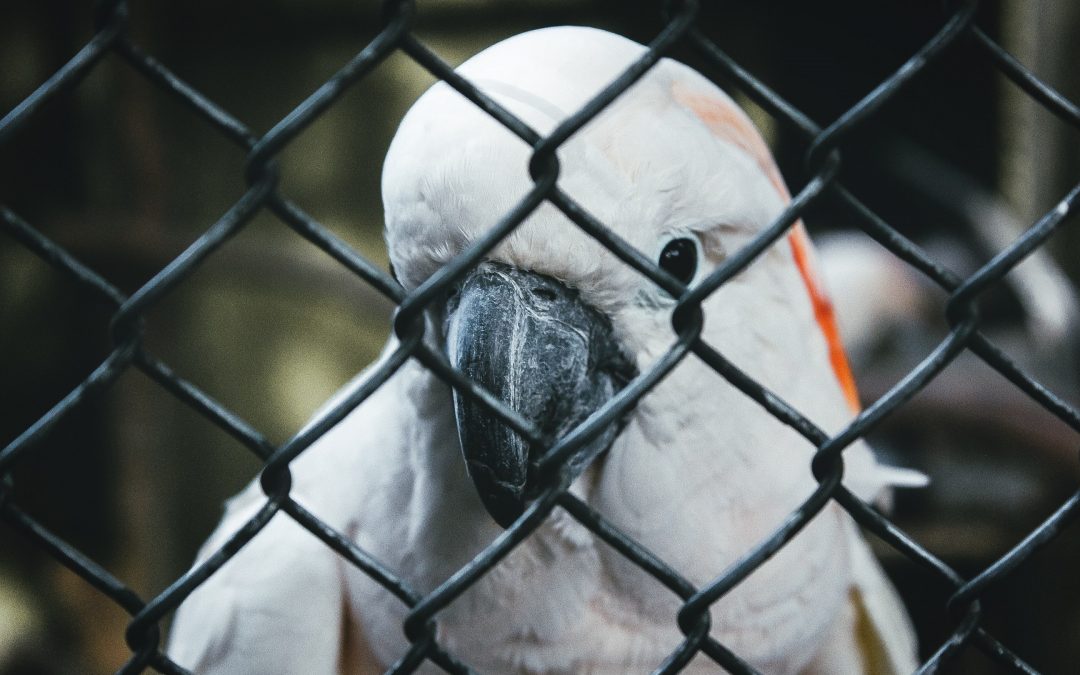 Pastor Terry – Bird in a Cage